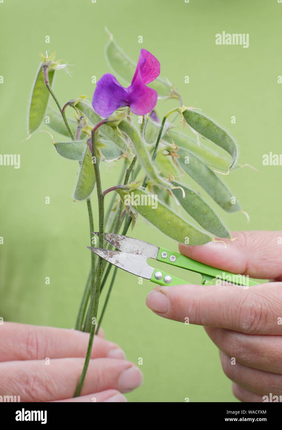 Lathyrus odoratus. Les gousses de pois sucré Deadheading encourage à nouveau la production de fleurs. Banque D'Images