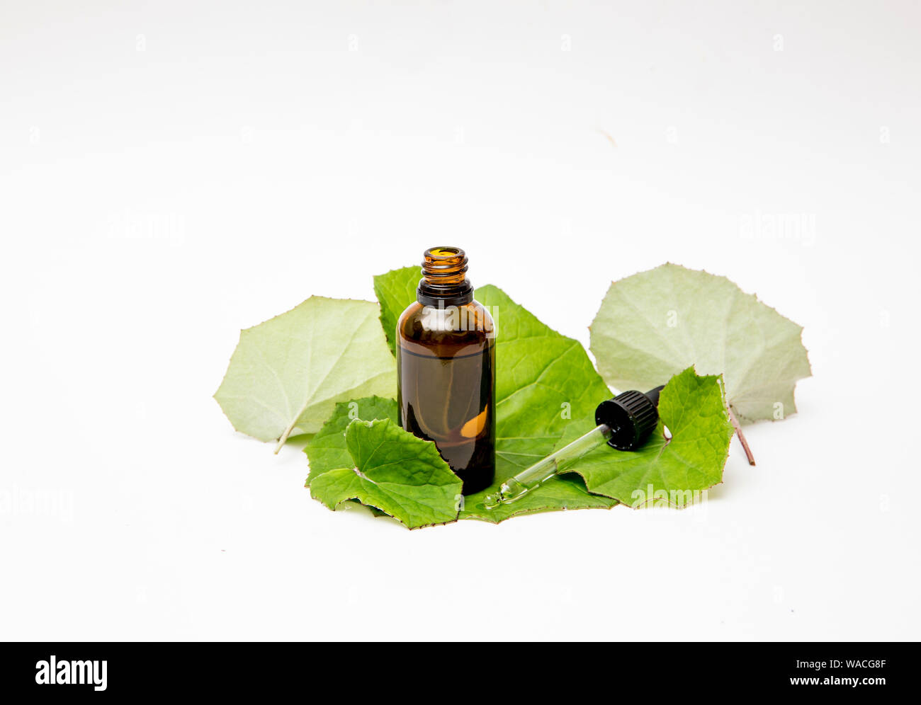 Tussilago farfara( coughwort,tash plante, farfara) communément appelé âne que l'on croit être le remède contre la toux. Bouteille de teinture avec des feuilles fraîches, Banque D'Images