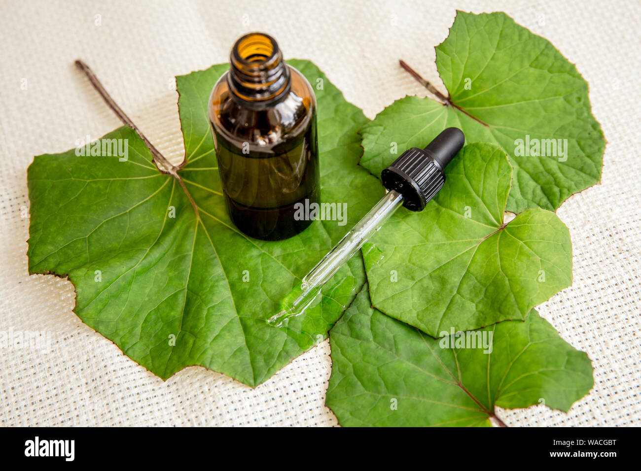 Tussilago farfara( coughwort,tash plante, farfara) communément appelé âne que l'on croit être le remède contre la toux. Bouteille de teinture avec des feuilles fraîches, Banque D'Images