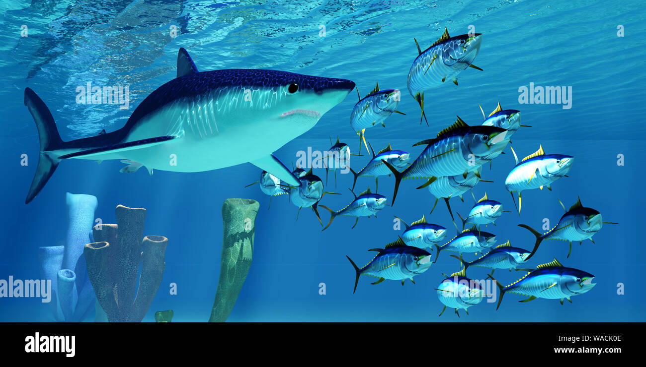 Une plante carnivore Requin-taupe bleu poursuit une école d'albacore dans l'océan Pacifique. Banque D'Images