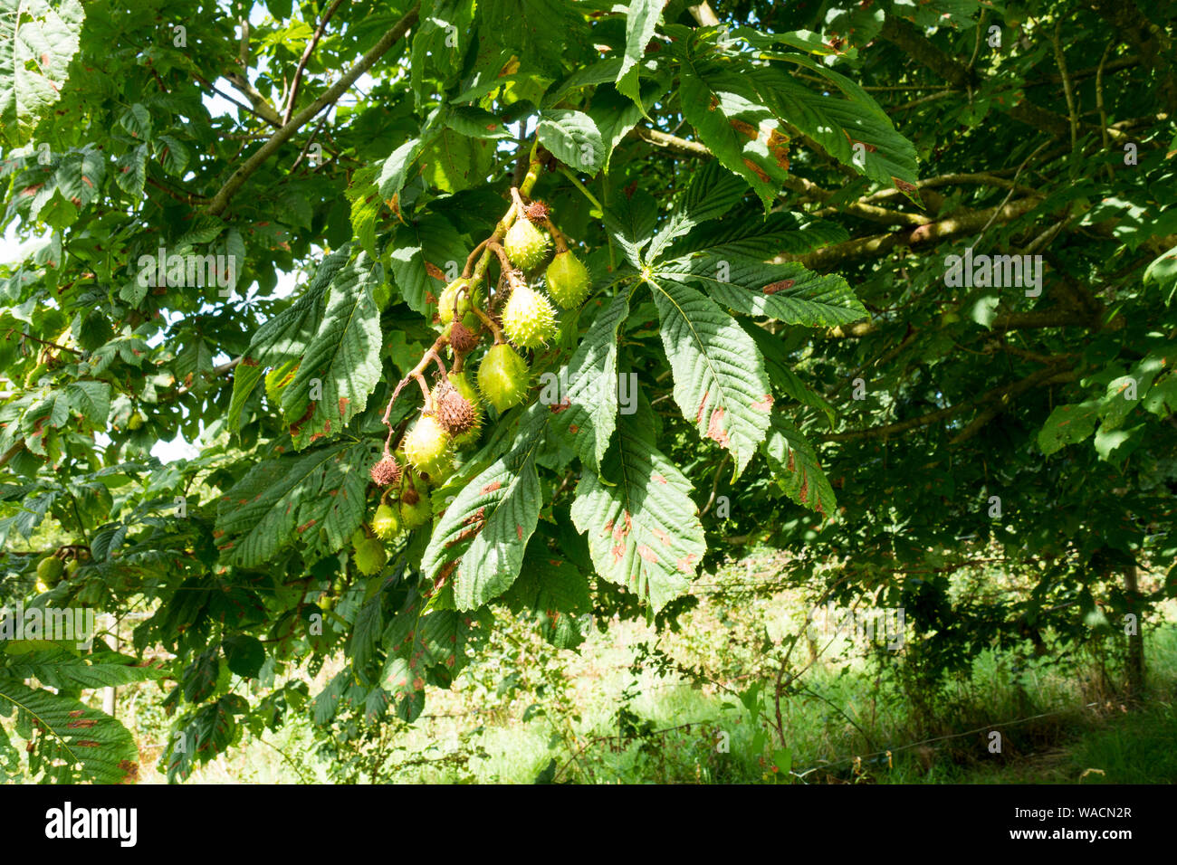 Arbre européen de cheval-châtaigne (Aesculus hippocastanum) Royaume-Uni. Banque D'Images