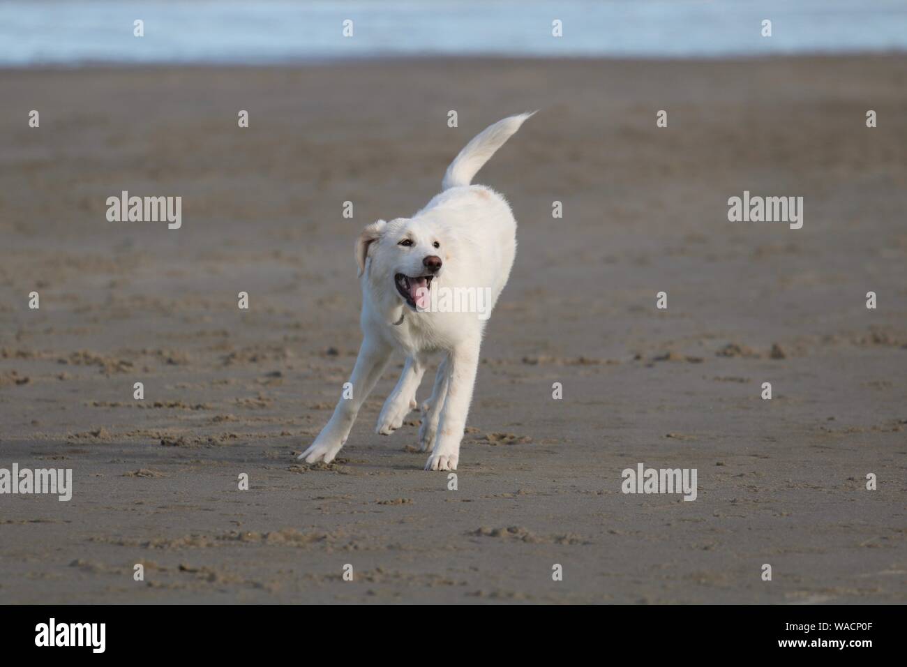 Un jeune chiot labrador retriever jaune jouant sur la plage en été Banque D'Images