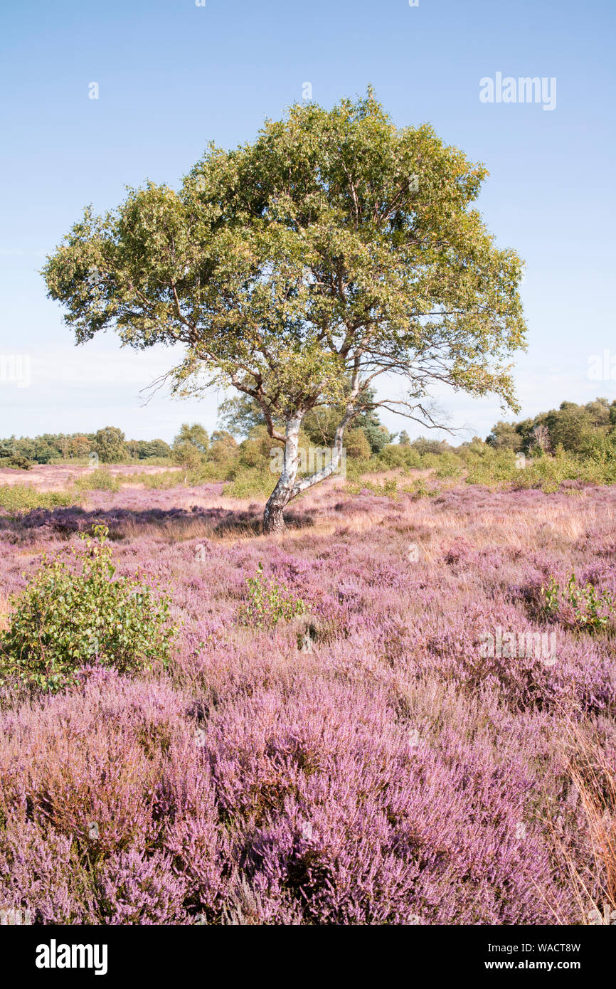 Westleton Heath Réserve naturelle nationale, gérée par l'Norfolk Wildlife Trust, Suffolk, Angleterre, RU Banque D'Images