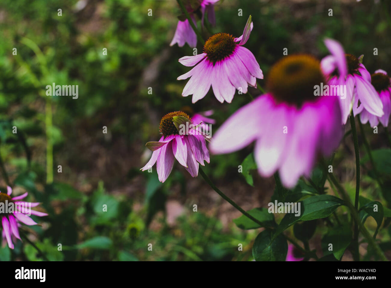 L'échinacée coneflowers fleurissent pendant l'été dans le nord des États-Unis. Banque D'Images