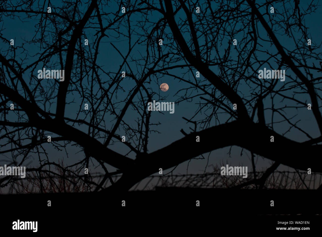 Pleine lune s'élèvent à plus d'une clôture entre les branches d'arbres Banque D'Images Pleine lune s'élèvent à plus d'une clôture entre les branches d'arbres Banque D'Images