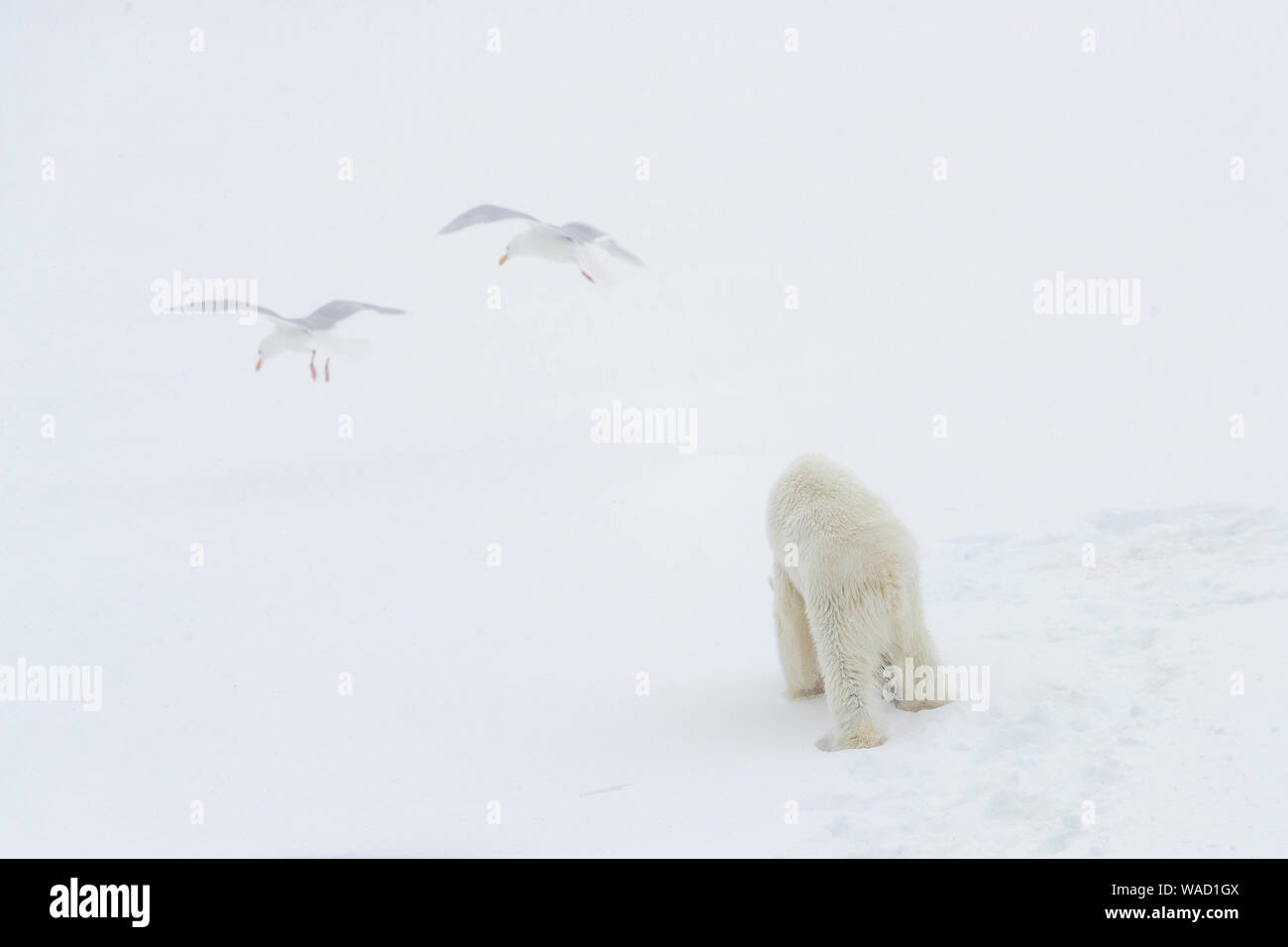 Un ours polaire promenades sur la neige et deux les mouettes volent en face de lui Banque D'Images