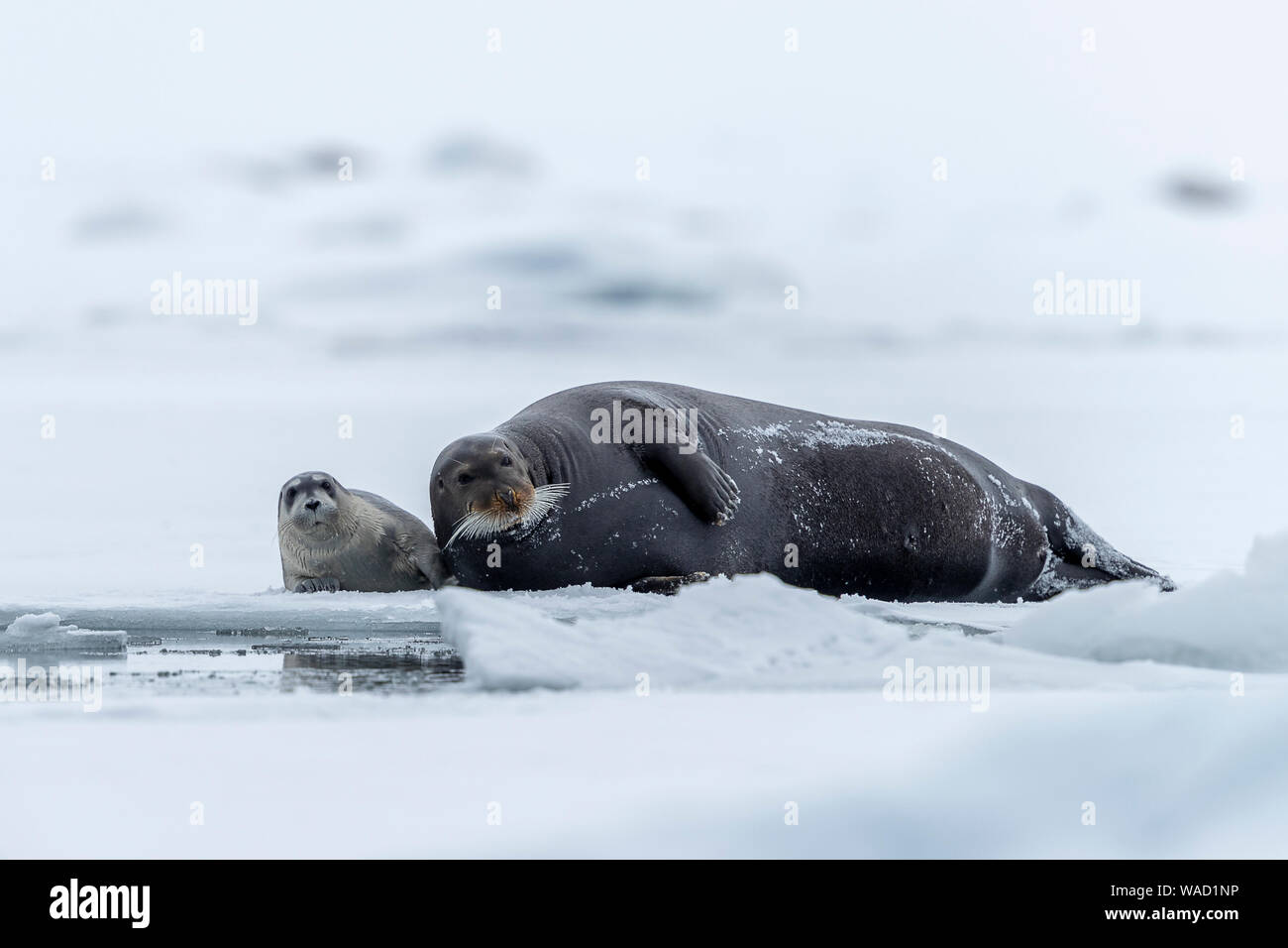 Un Phoque barbu se repose sur la banquise avec son cub Banque D'Images