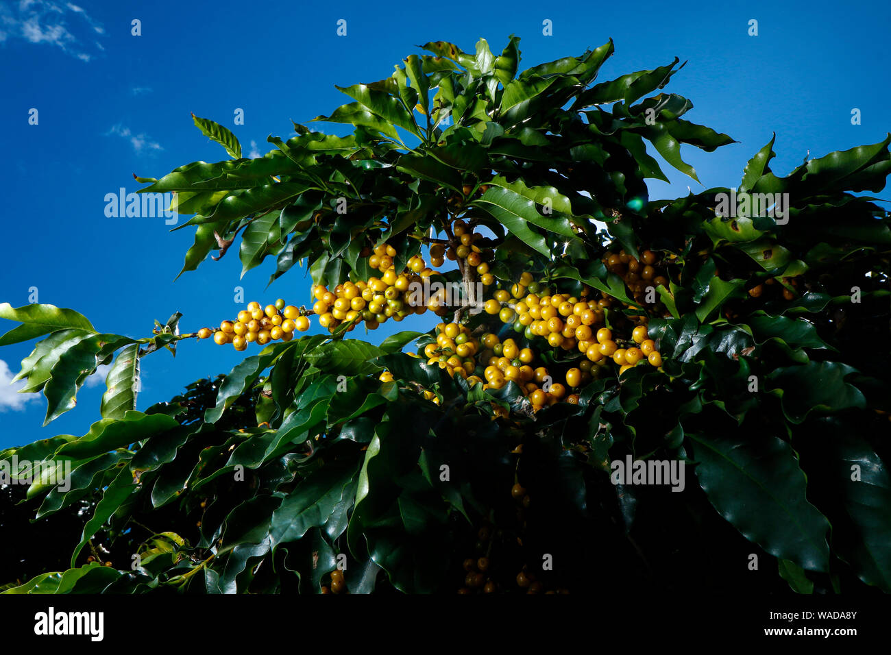 Ferme avec vue sur la plantation de café. L'agrobusiness. Récolte de café avec des grains jaunes, vert et bleu ciel. Banque D'Images