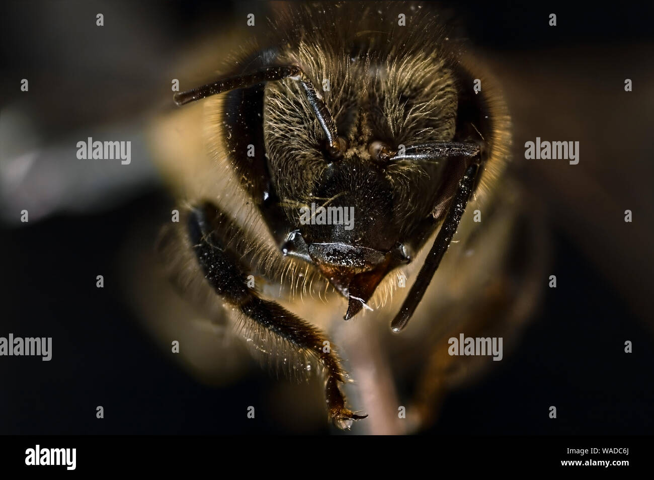Chef de l'abeille en macro Banque D'Images