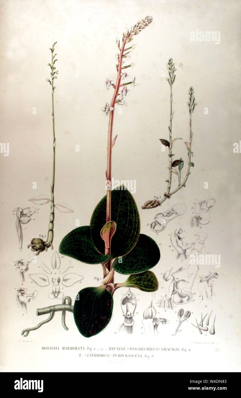 Dossinia marmorata - Karl Ludwig von Blume - Collection des orchidées les plus remarquables de l'archipel indien et du Japon (1858). Banque D'Images