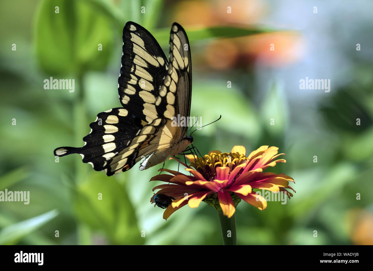Gros plan du grand porte-queue papillon Papilio cresphontes) boire le nectar des fleurs Zinnia. Banque D'Images