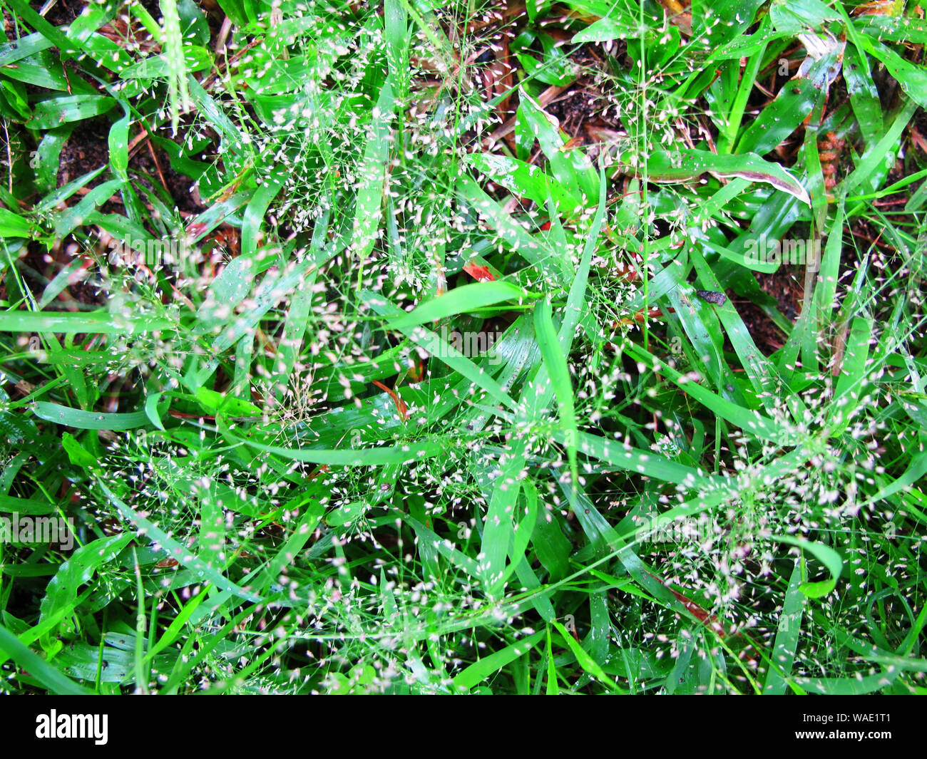 La texture des matériaux d'herbe fleurs plantes Banque D'Images