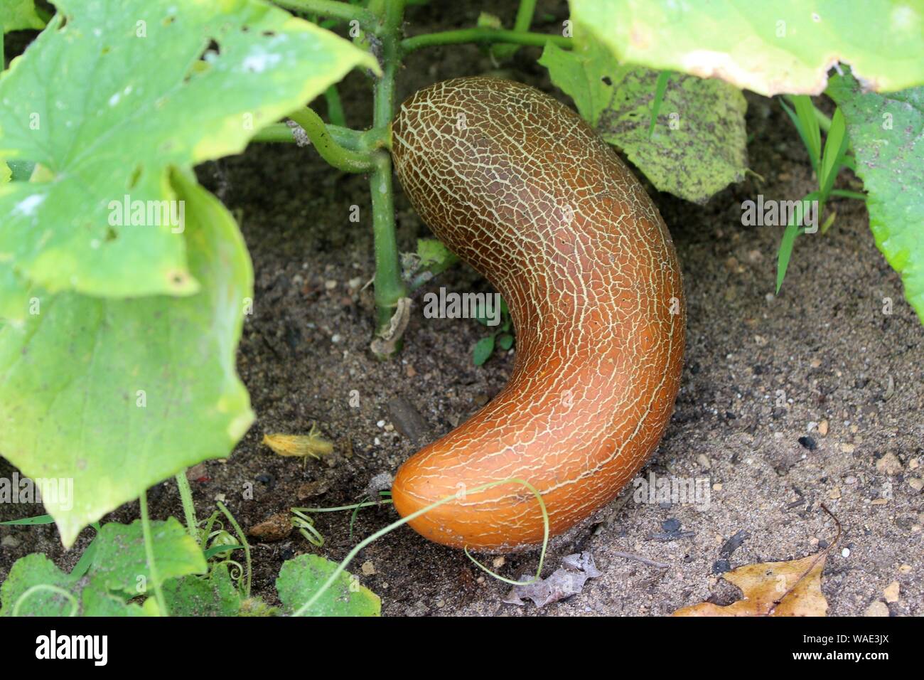 Un étrange vendus comme légumes Melon Lait vietnamien, en fait un Sikkem Le Concombre Banque D'Images