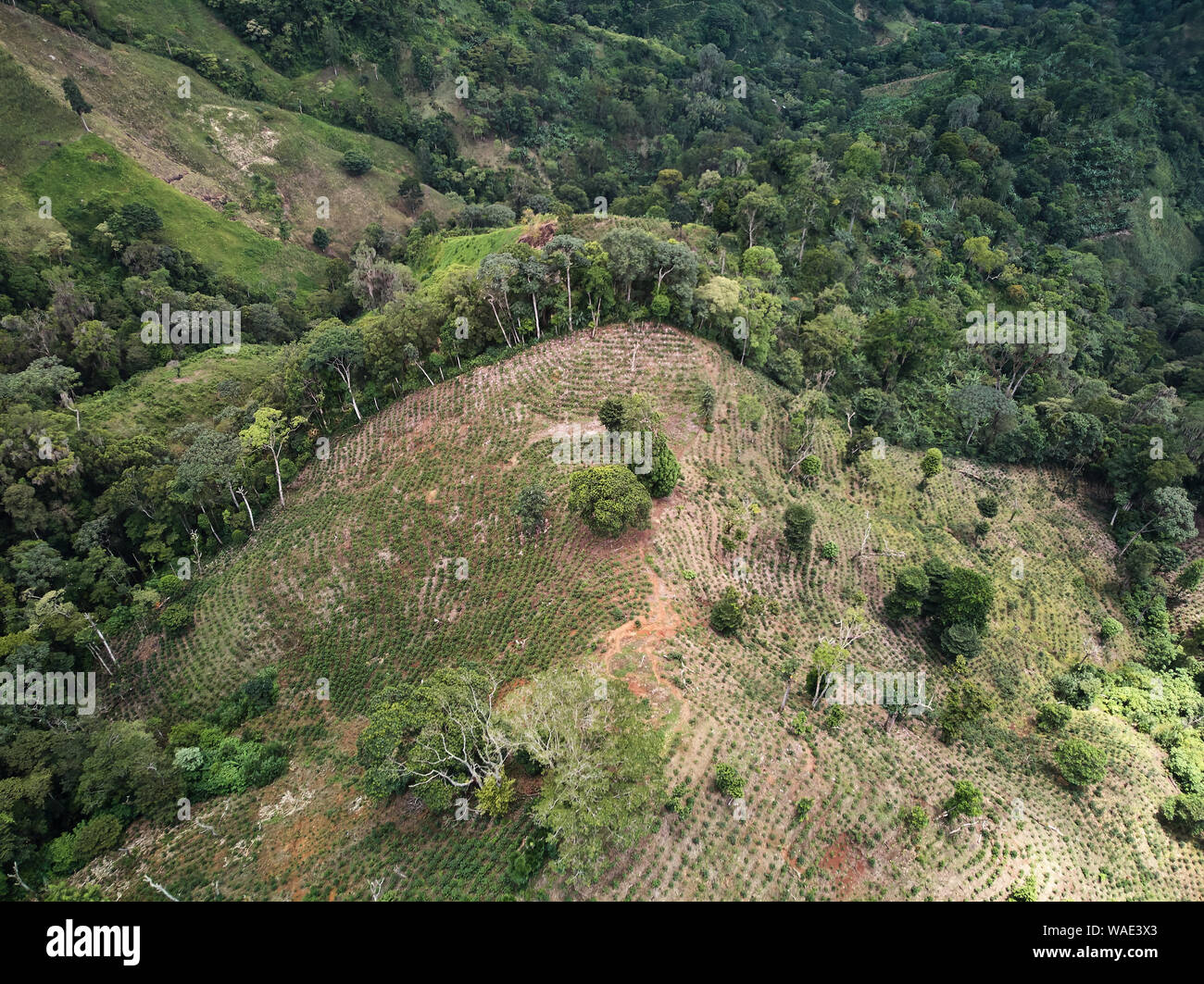 Sur la plantation de café mountain hill view drone aérien Banque D'Images