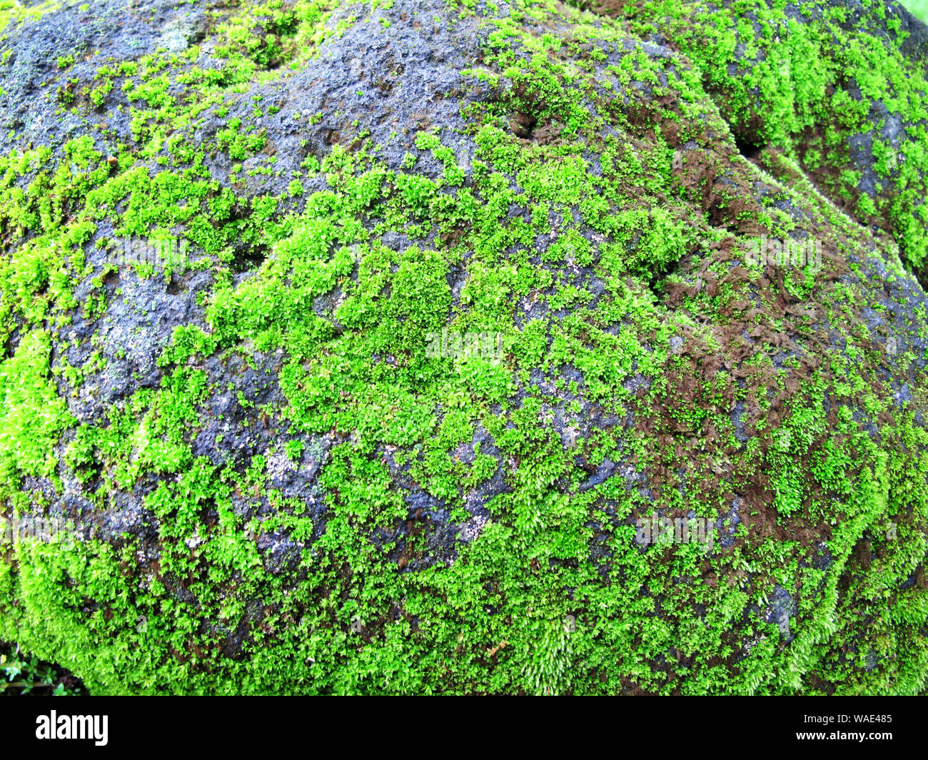 La texture de fond de mousse verte sur la pierre Banque D'Images