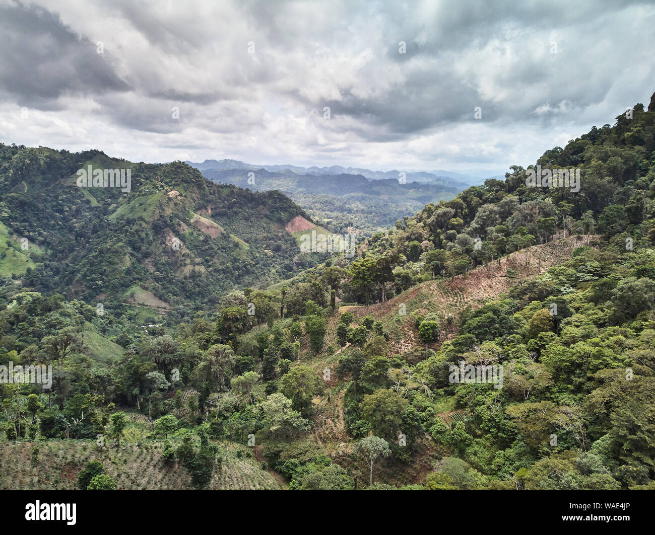 Champ de café vert sur l'antenne de la montagne vue de drones Banque D'Images Champ de café vert sur l'antenne de la montagne vue de drones Banque D'Images