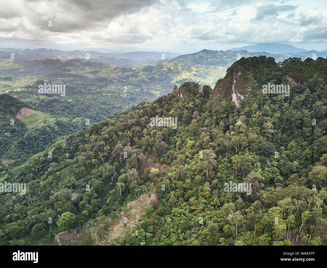 Coffee Plantation sur terrain vue aérienne drone de haute montagne Banque D'Images Coffee Plantation sur terrain vue aérienne drone de haute montagne Banque D'Images