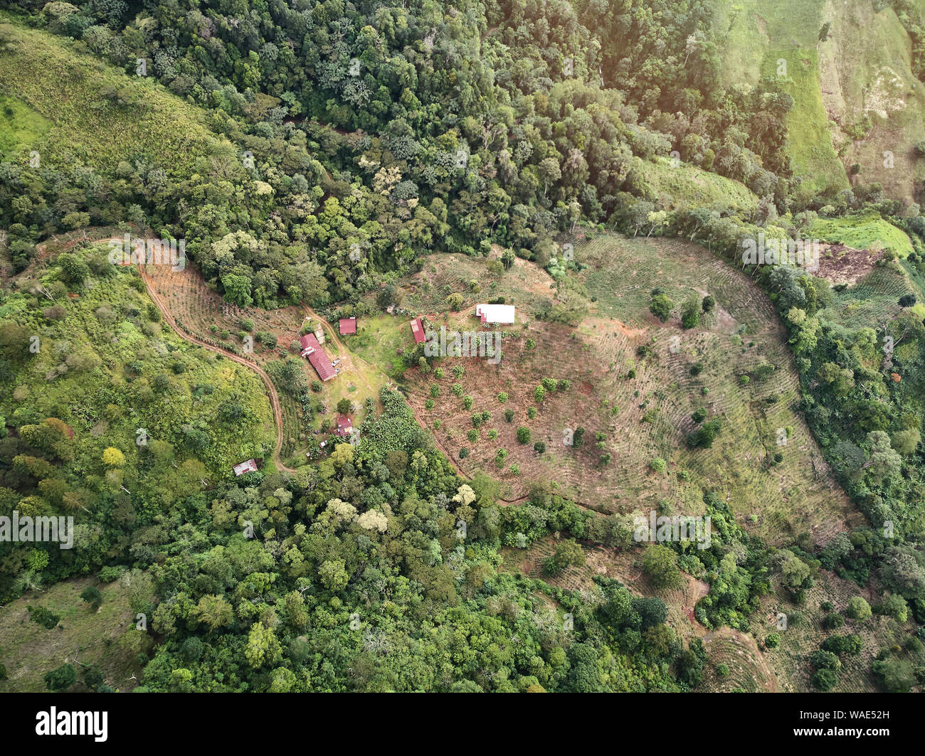 Pré Vert avec l'agriculture ferme de café au-dessus du drone view Banque D'Images Pré Vert avec l'agriculture ferme de café au-dessus du drone view Banque D'Images