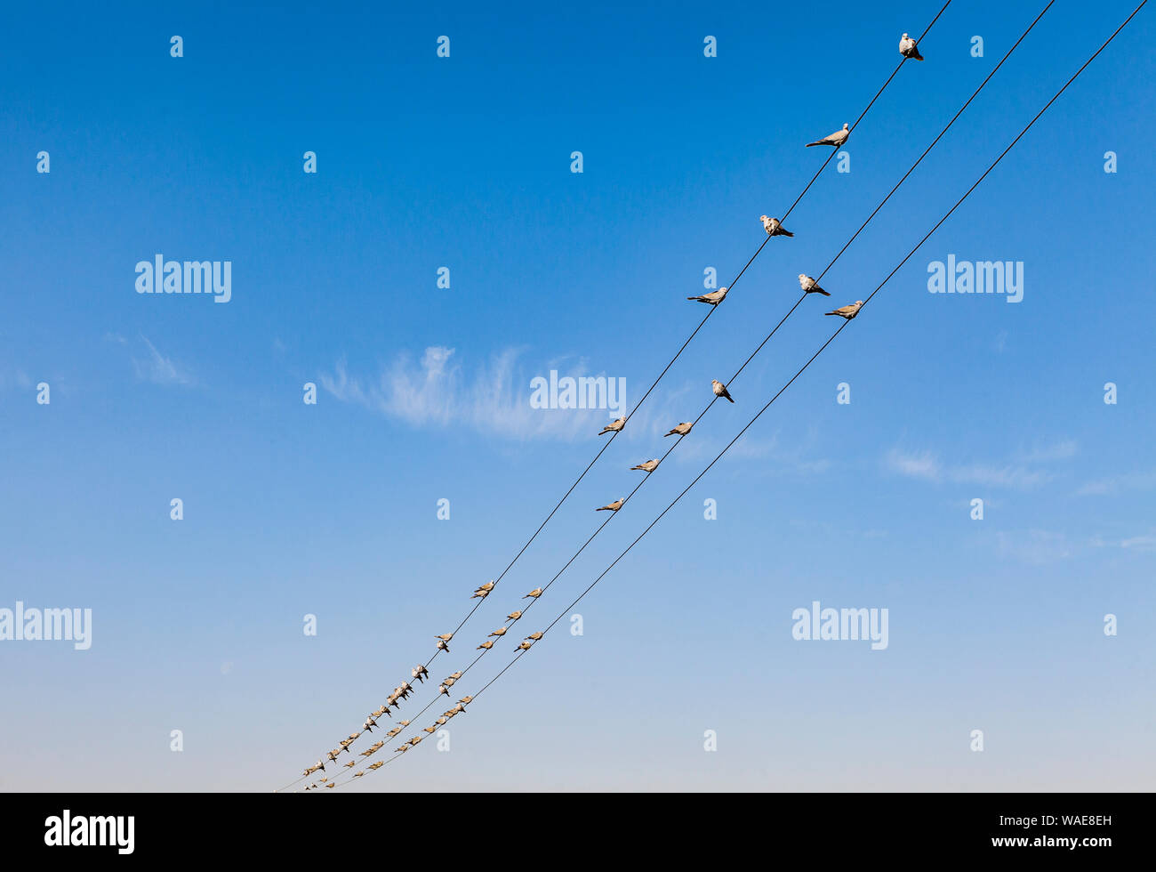 Les colombes s'asseoir sur les lignes électriques avec un ciel bleu derrière. jaisalmer, Rajasthan, Inde. Banque D'Images