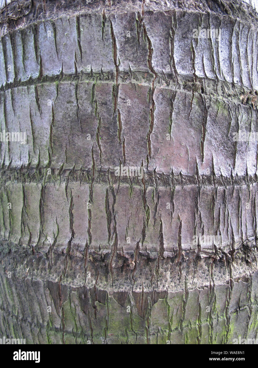 La texture de l'écorce des arbres de noix de coco Banque D'Images