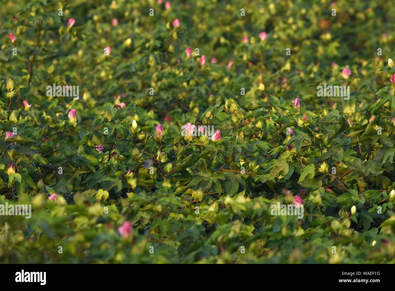Planter des fleurs de coton Banque D'Images