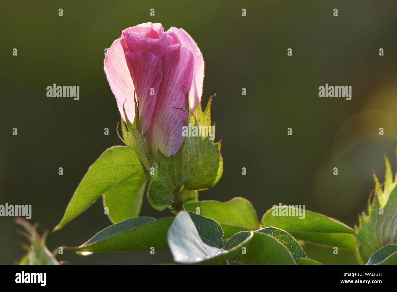 Planter des fleurs de coton Banque D'Images