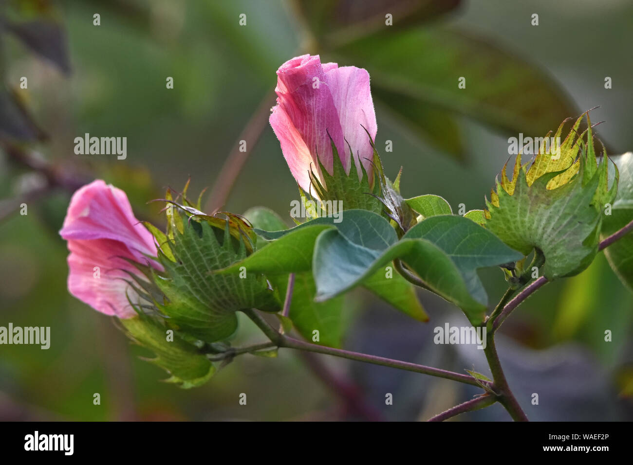 Planter des fleurs de coton Banque D'Images