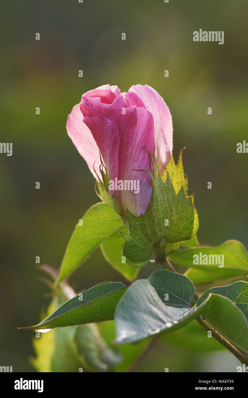 Planter des fleurs de coton Banque D'Images