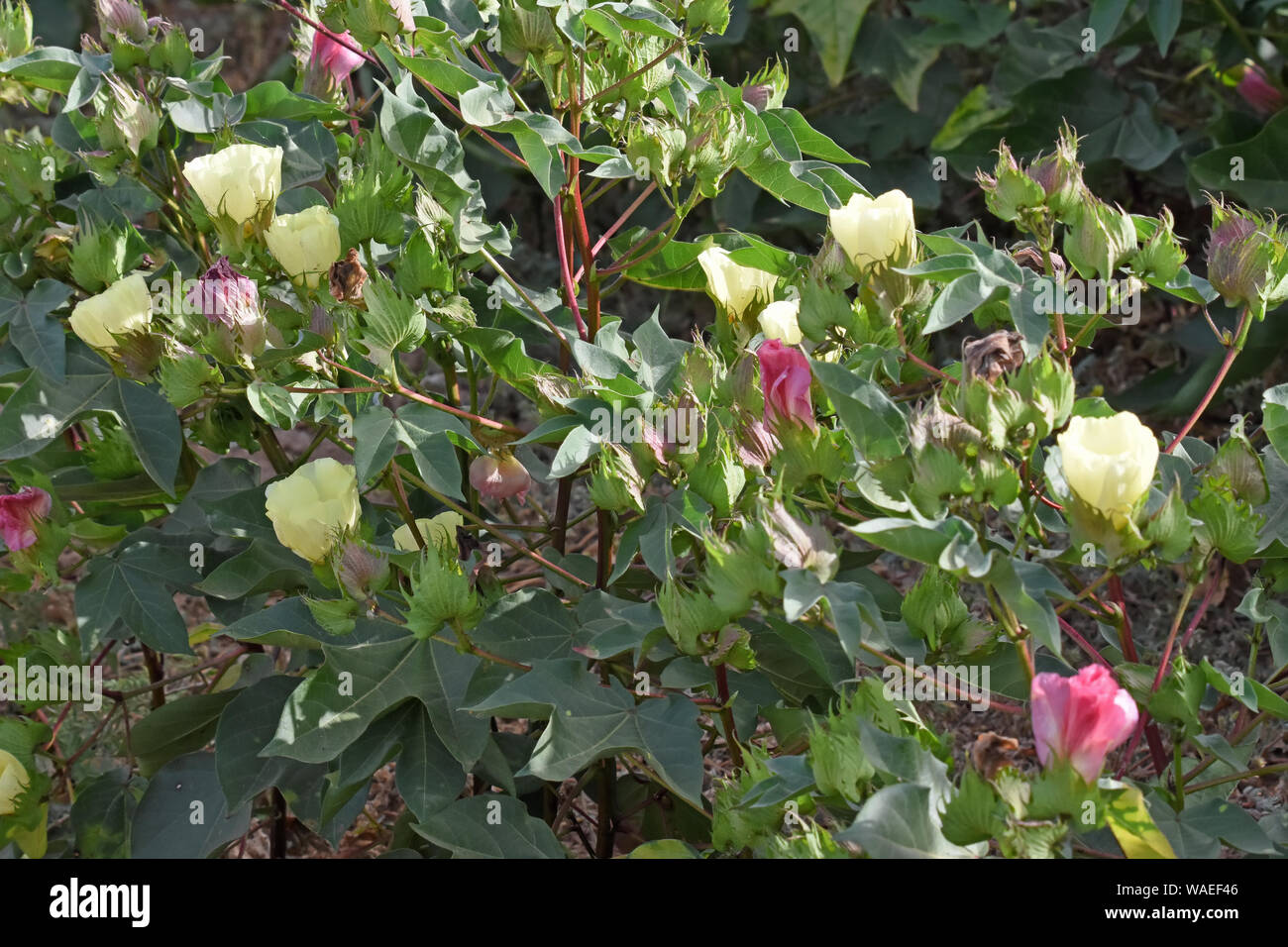 Planter des fleurs de coton Banque D'Images