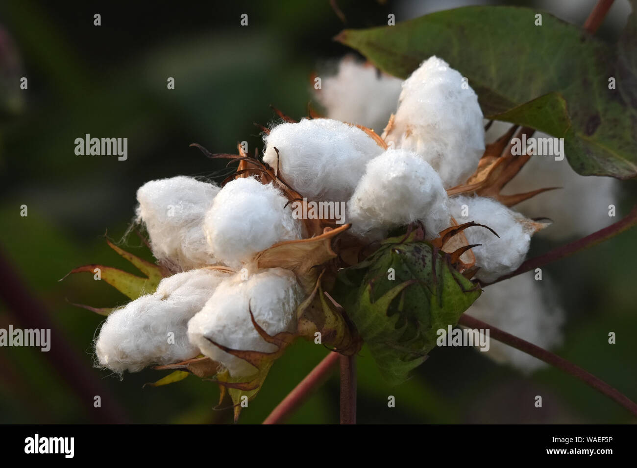 Coton avec la rosée du matin Banque D'Images