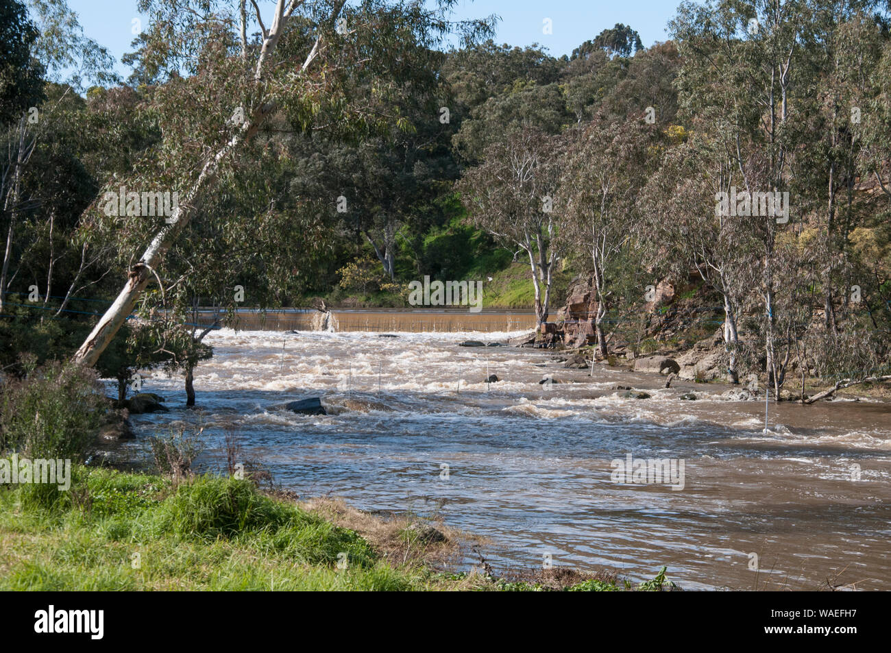 Les années 1840 Weir à Dights Falls sur la rivière Yarra à Abbotsford, Melbourne, Victoria, Australie Banque D'Images