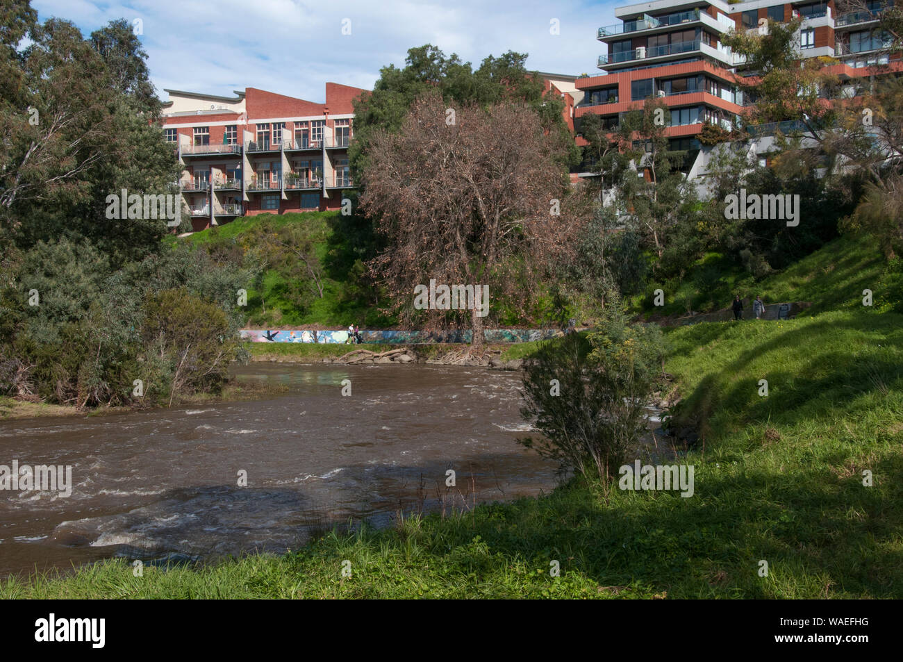 Le principal sentier près de Yarra Dights Falls à Abbotsford sur le Fleuve Yarra, Melbourne, Victoria, Australie Banque D'Images
