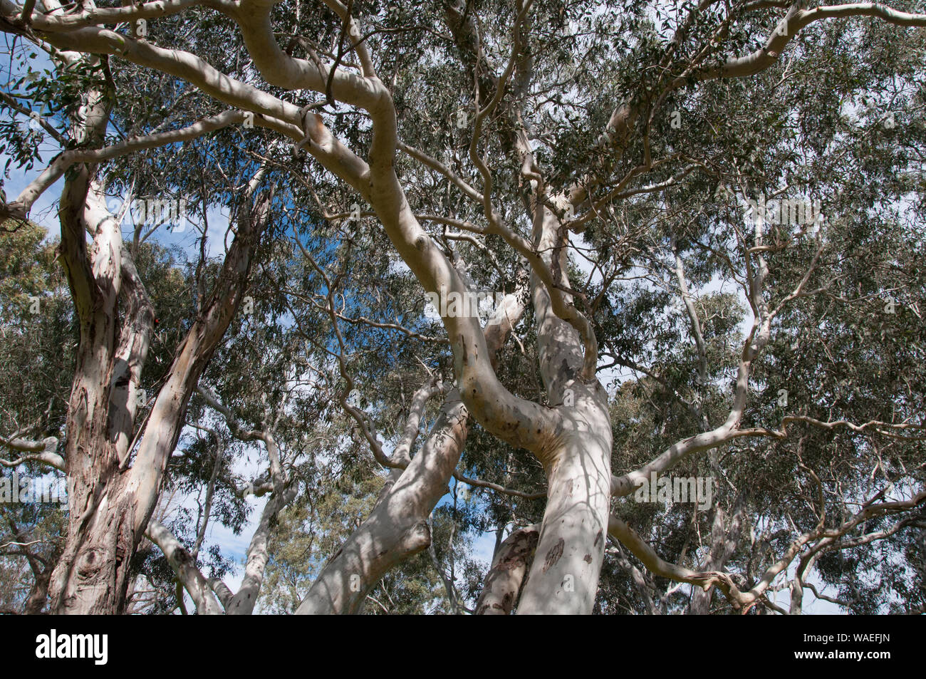 Rivière mature Red Gums (Eucalyptus camaldulensis) Yarra Bend, Melbourne, Australie Banque D'Images