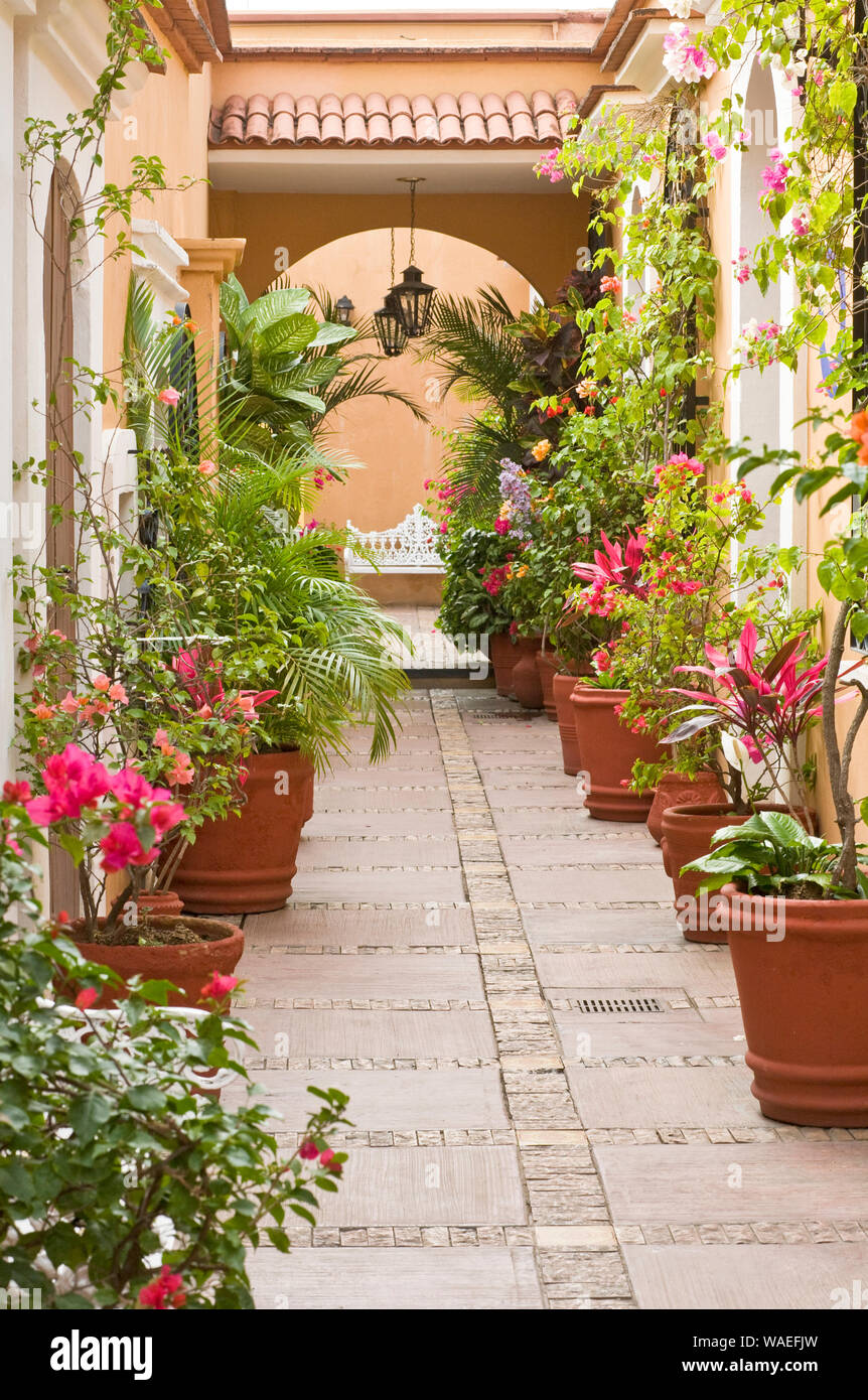 Un beau jardin de style colonial espagnol, avec des fleurs de  bougainvilliers et de plantes en pots de terre cuite, la Ville d'Oaxaca,  Oaxaca, Mexique Photo Stock - Alamy