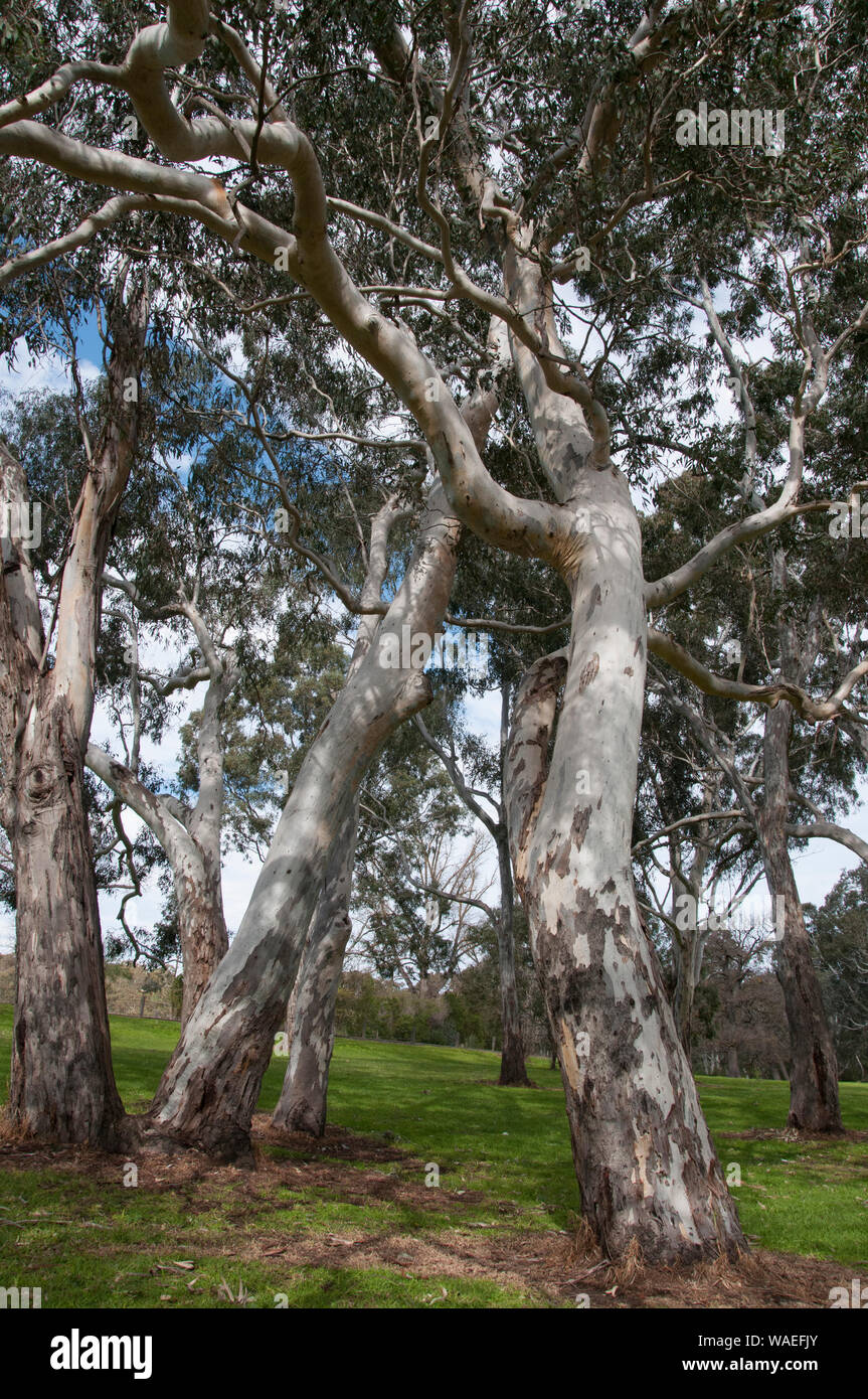 Rivière mature Red Gums (Eucalyptus camaldulensis) Yarra Bend, Melbourne, Australie Banque D'Images