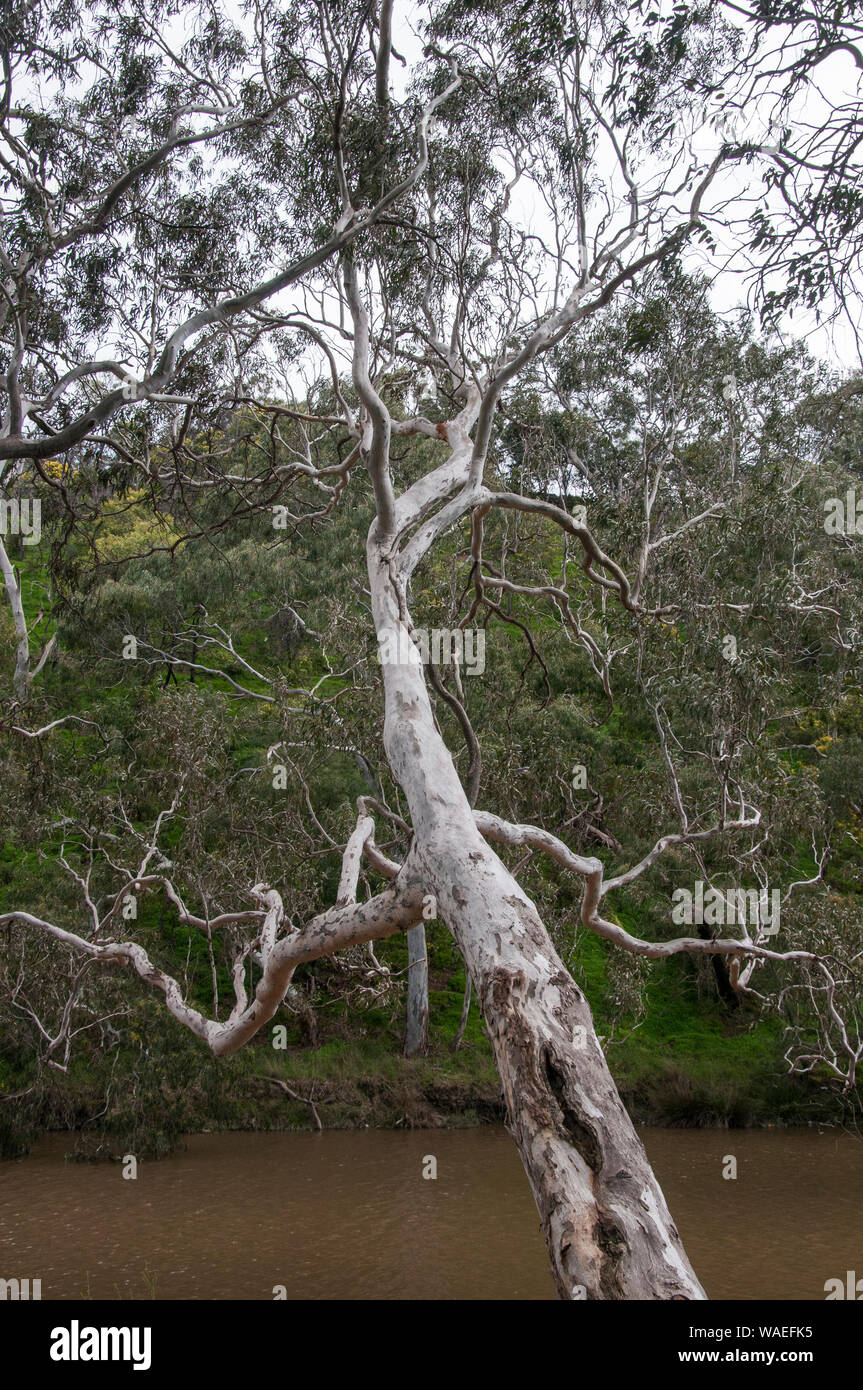 Rivière mature Red Gums (Eucalyptus camaldulensis) Yarra Bend, Melbourne, Australie Banque D'Images