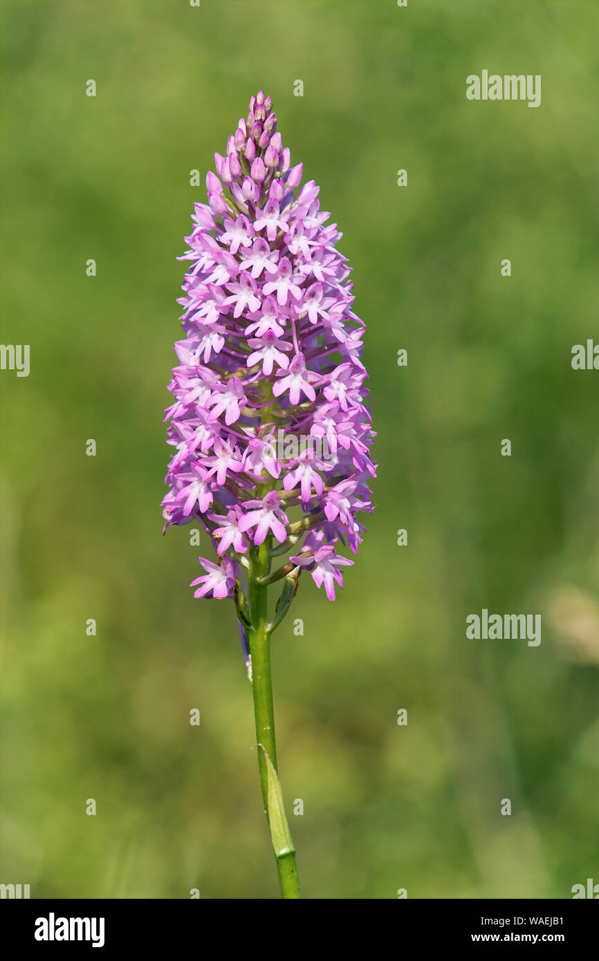 Spécimen d'orchidée Anacamptis pyramidalis, pyramidale, Orchidaceae Banque D'Images