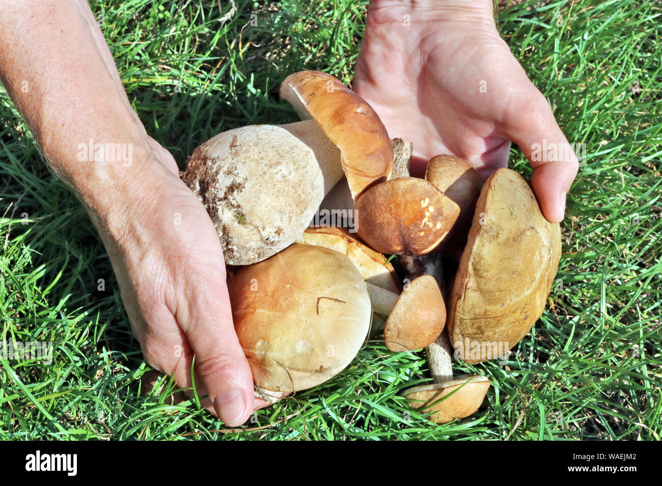 Personnes âgées senior woman détient les champignons frais de la forêt dans ses mains sur un fond d'herbe verte Banque D'Images