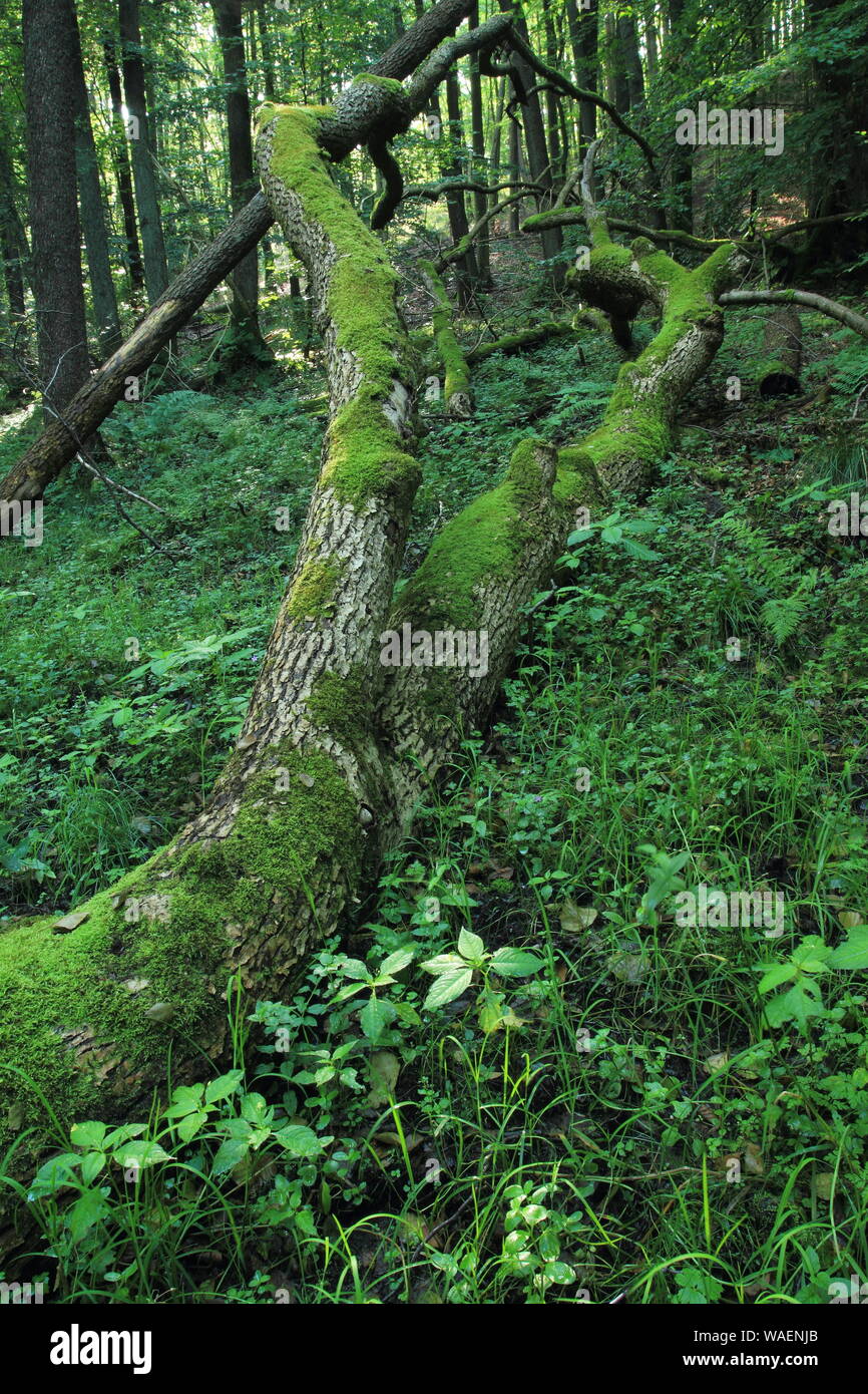 Tombé et casse de tronc d'arbre couverts de mousse, Cisowa Réserve Naturelle, Gdynia, Pologne Banque D'Images