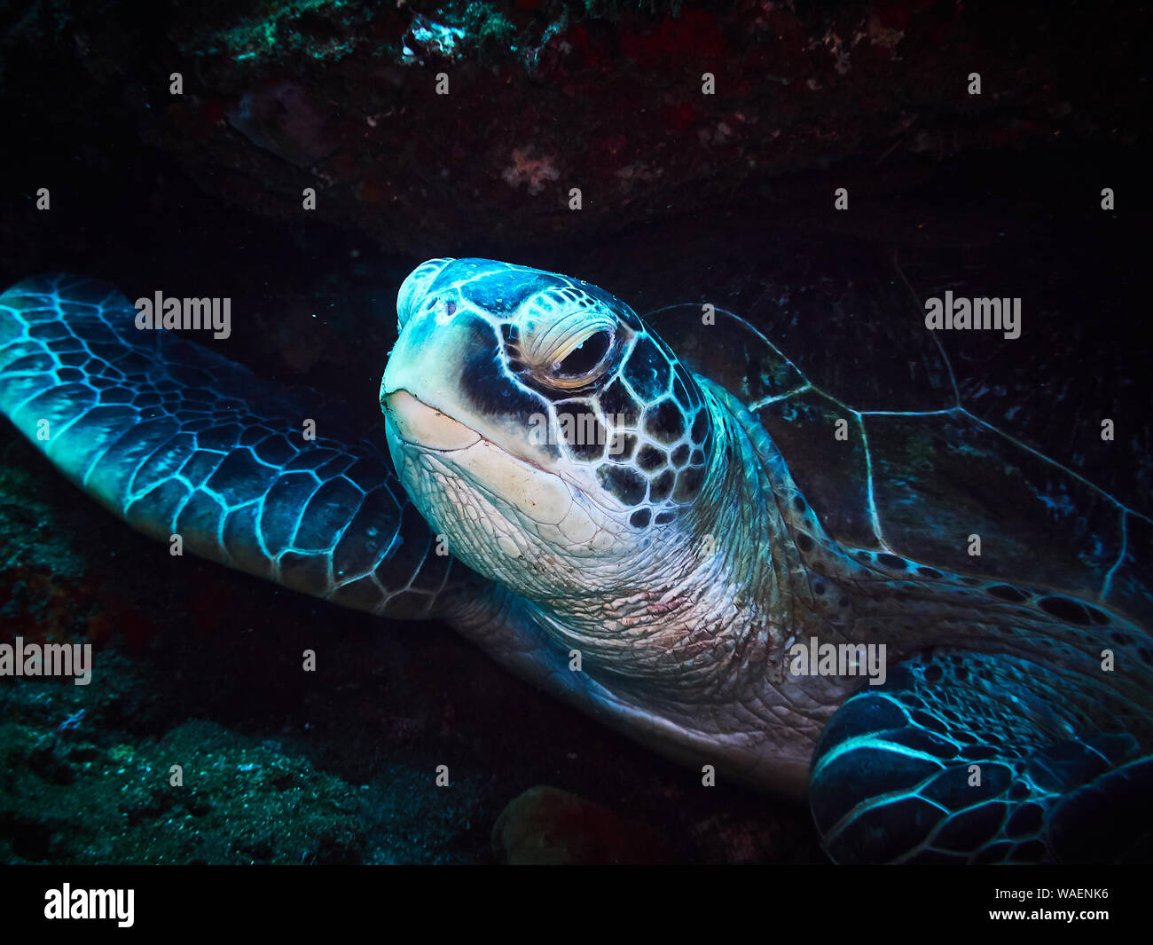 Tortue au repos dans le bleu Banque D'Images