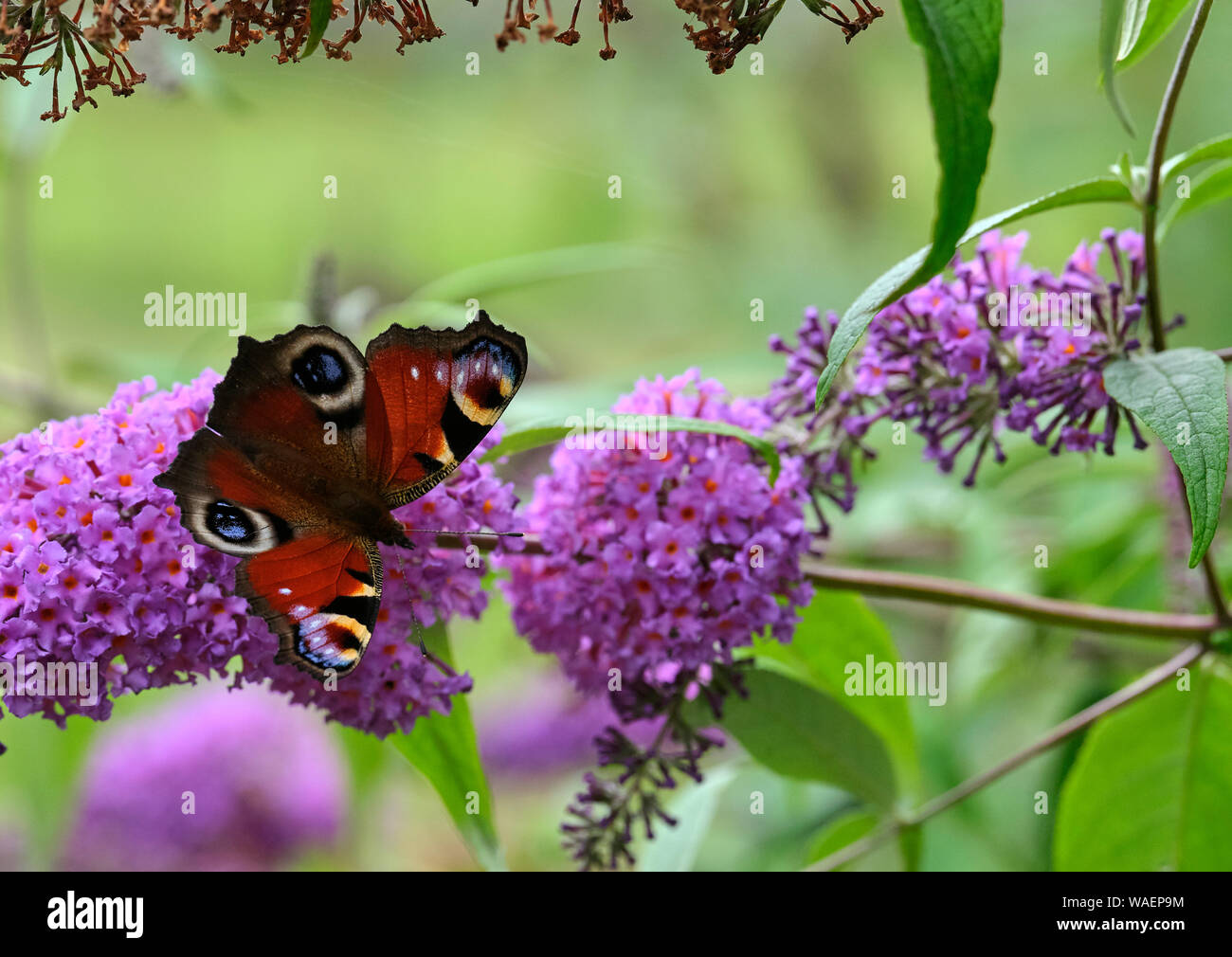 Sur une journée chaude et ensoleillée, un paon papillon se nourrit sur un pigment de bush en pleine floraison. Le 04/08/2019 Banque D'Images