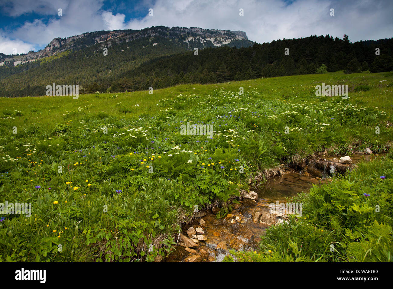 Wild Flower meadow Alpine Valley de Combeau Parc Naturel Régional du Vercors Vercors France Banque D'Images