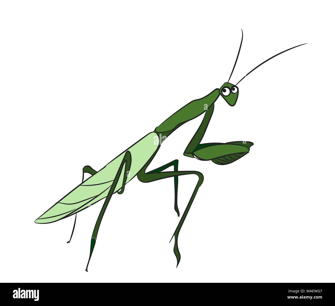 Le Mantis couleur. vecteur, fond blanc Illustration de Vecteur