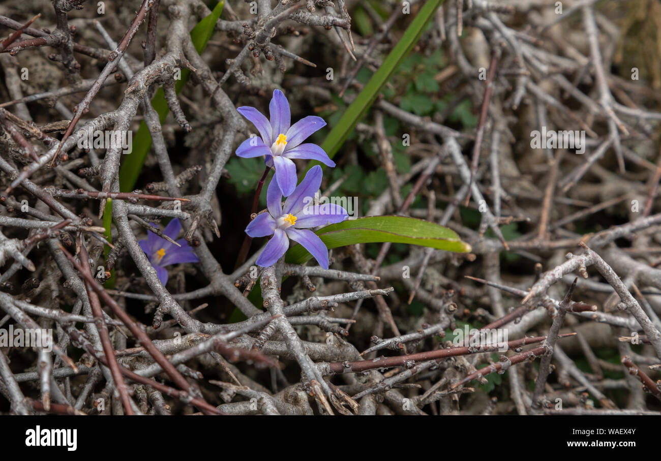 Gloire nain-de-la- snow, Scilla nana en fleur dans les Montagnes Blanches, en Crète. Banque D'Images