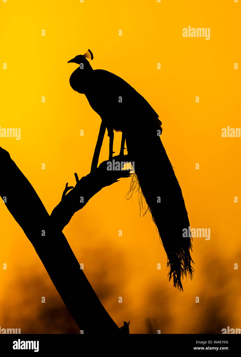 Peacock silhoutte of mountain range at Sunset, Bharatpur, Rajasthan, Inde. Banque D'Images