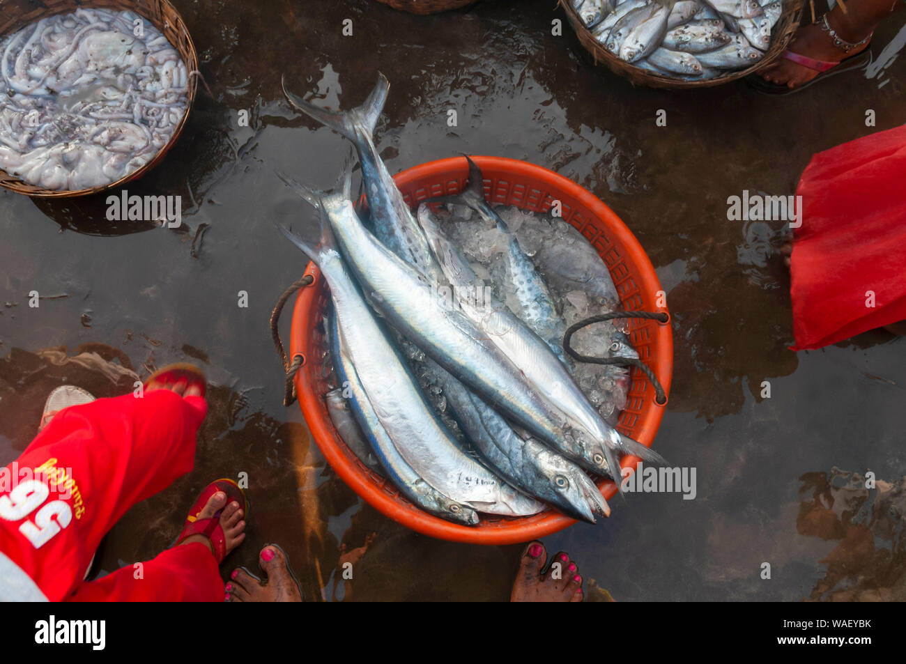 Les prises de poissons frais, Harney Jetty, Ratnagiri, Maharashtra, Inde. Banque D'Images