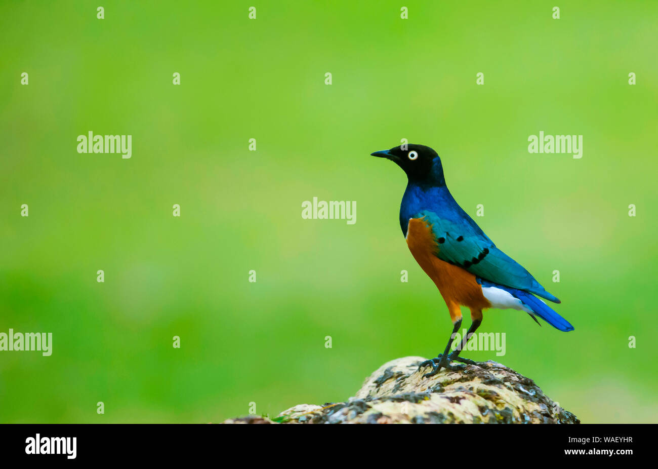 Lamprotornis superbus starling, superbe, Masai Mara, l'Afrique. Banque D'Images