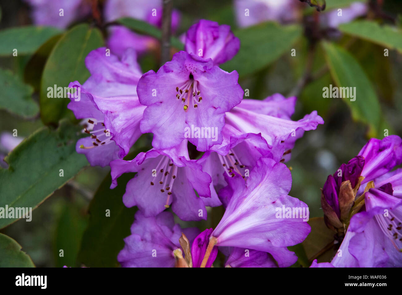 Rhododendron rose, Sikkim, Inde. Banque D'Images