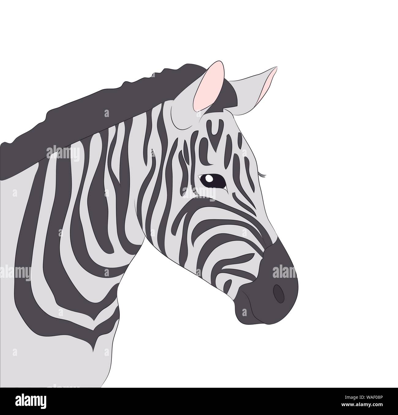 Portrait de zebra dessin couleur, vecteur, fond blanc Illustration de Vecteur