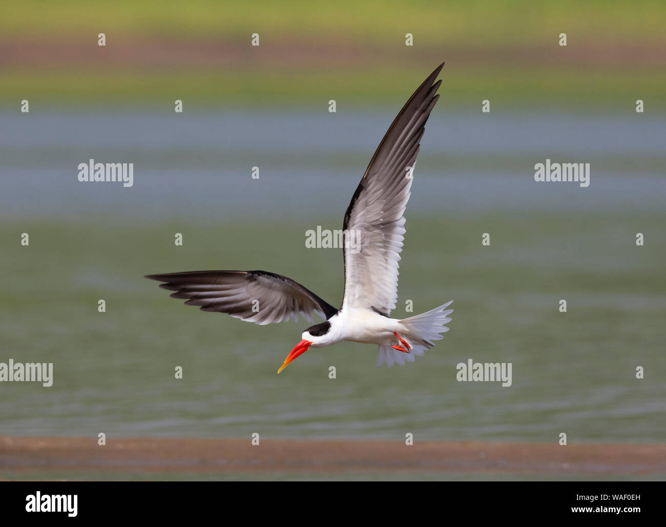 Skimmer en vol, comme les oiseaux de Sternes de Laridae famille à la Chambal au Rajasthan, Inde Banque D'Images